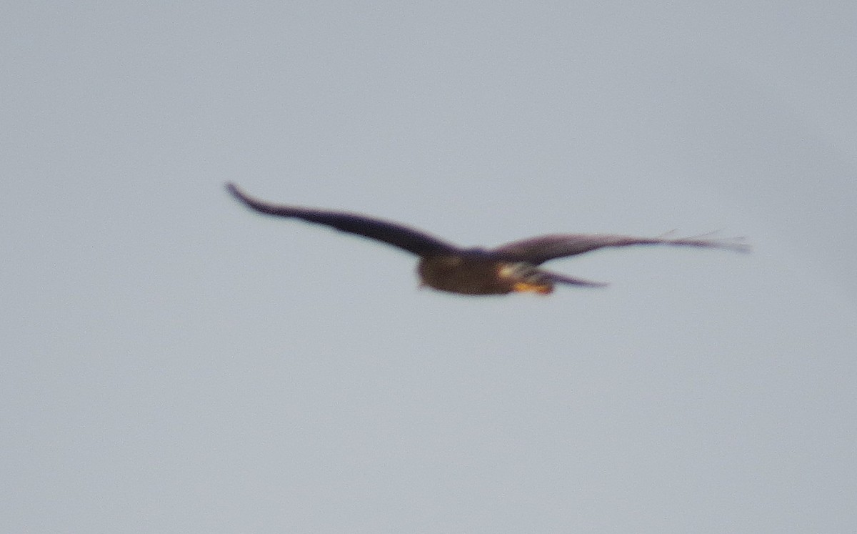 Long-winged Harrier - ML646326097
