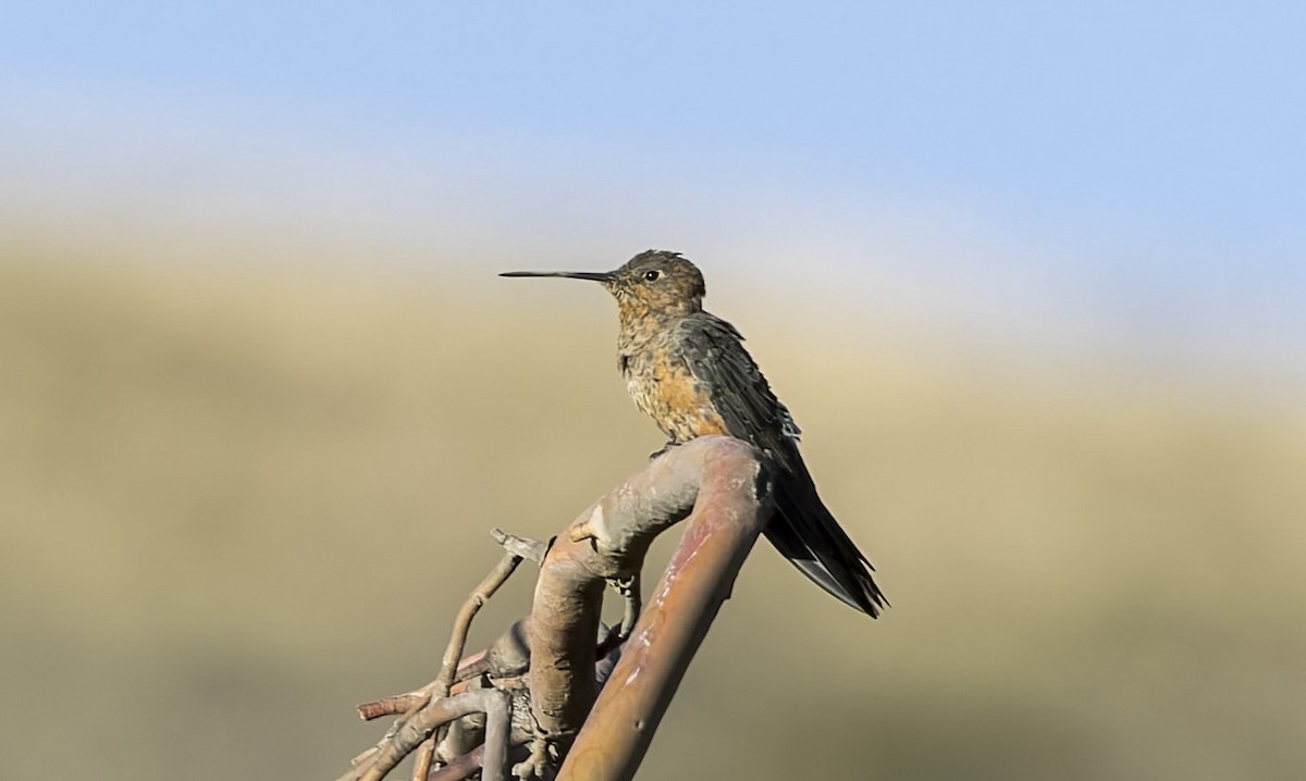 Giant Hummingbird - ML646326098