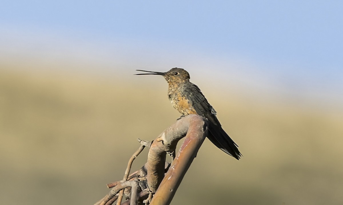 Giant Hummingbird - ML646326099