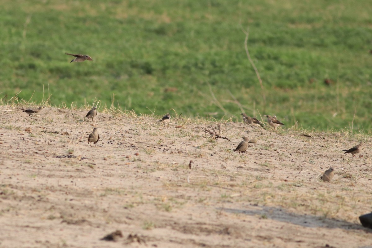 Бородатый скворец - ML646326102