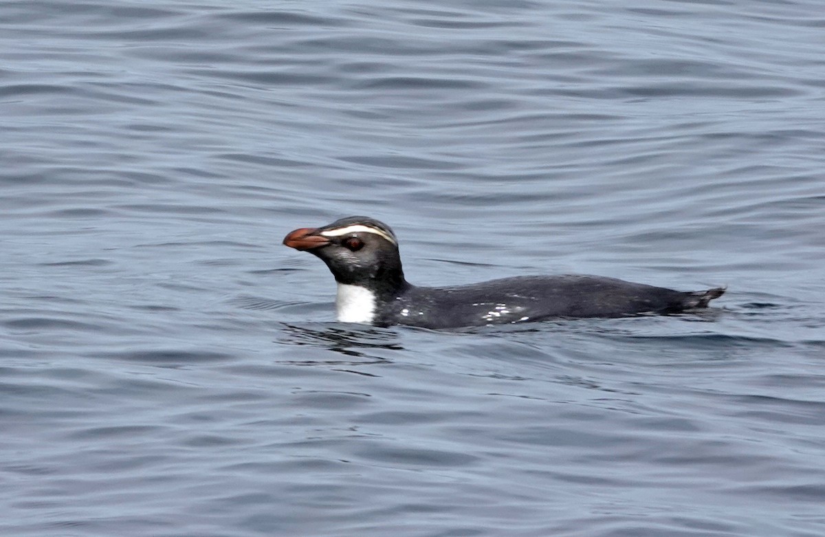 Fiordland Penguin - ML646326103