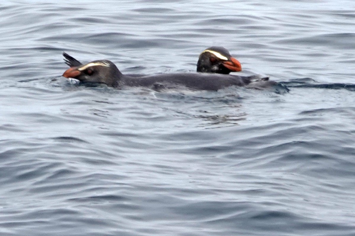 Fiordland Penguin - ML646326104