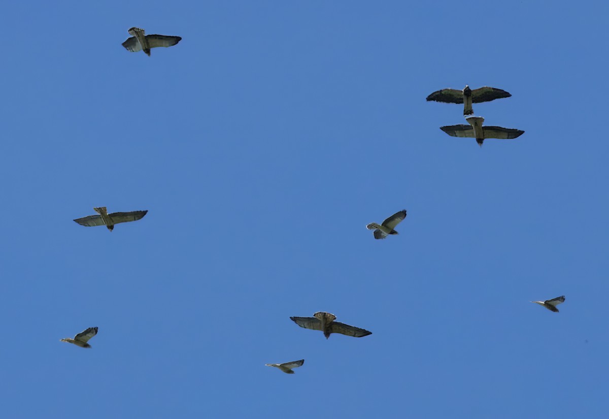 Präriebussard - ML646326105