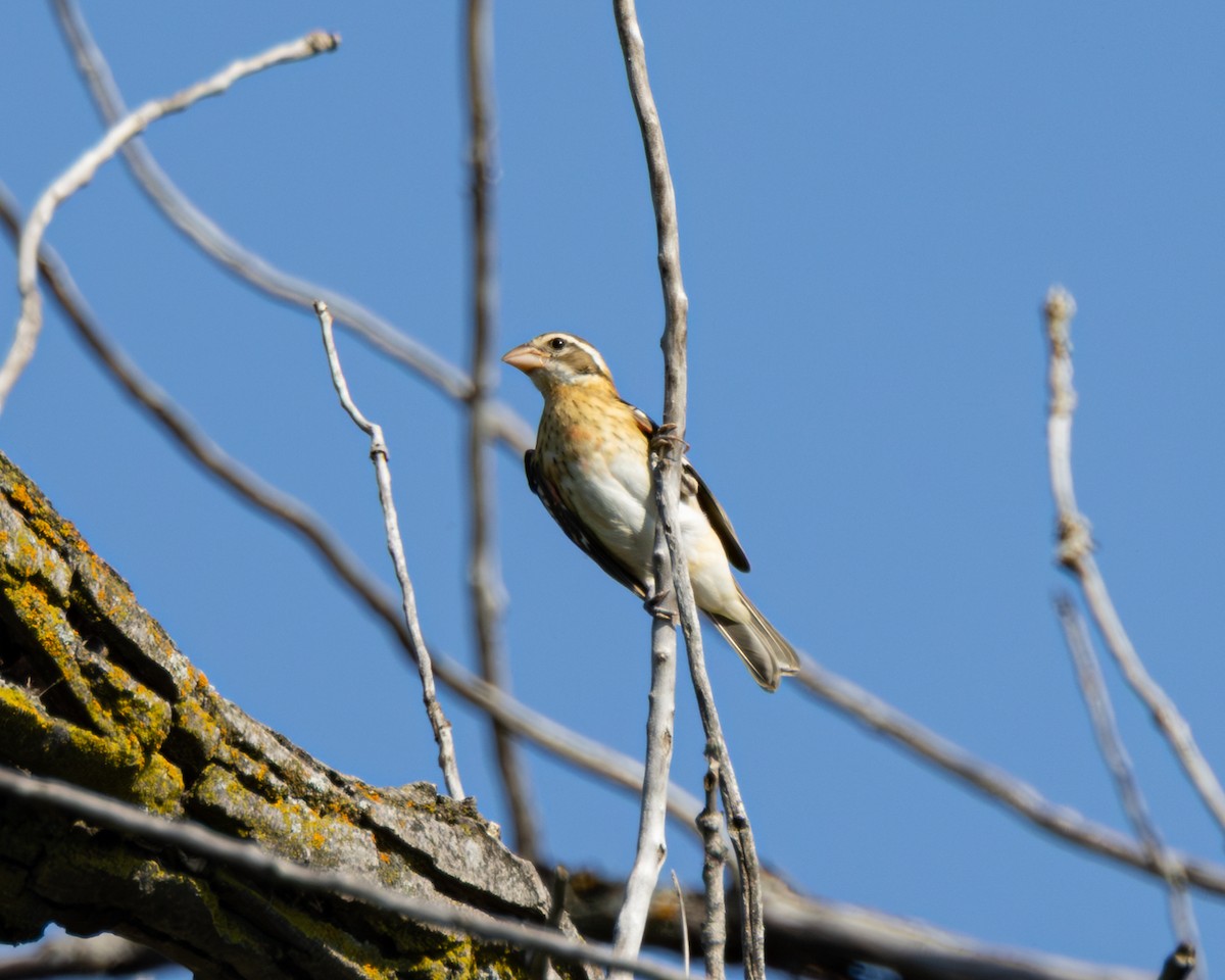 Rose-breasted Grosbeak - ML646326111