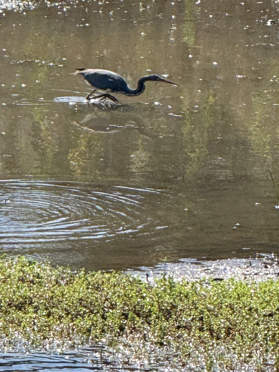 Tricolored Heron - ML646326114