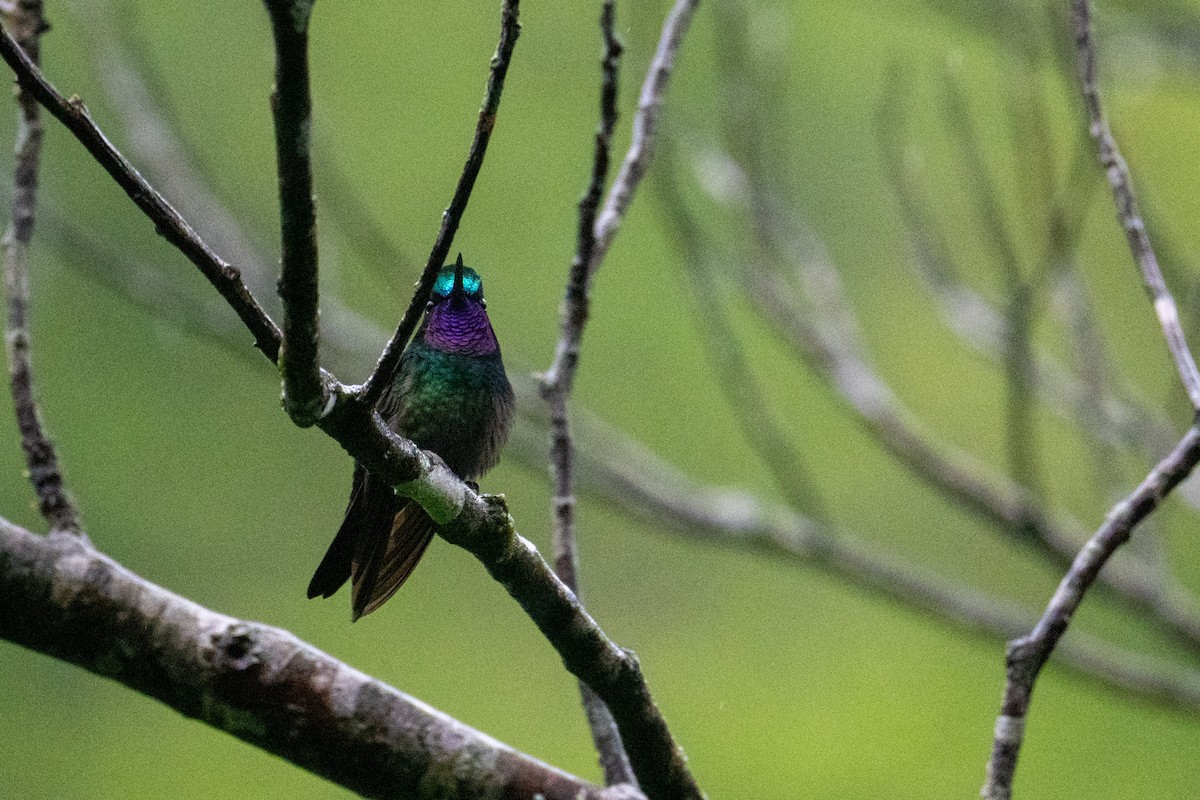 Purple-throated Mountain-gem - ML646326115