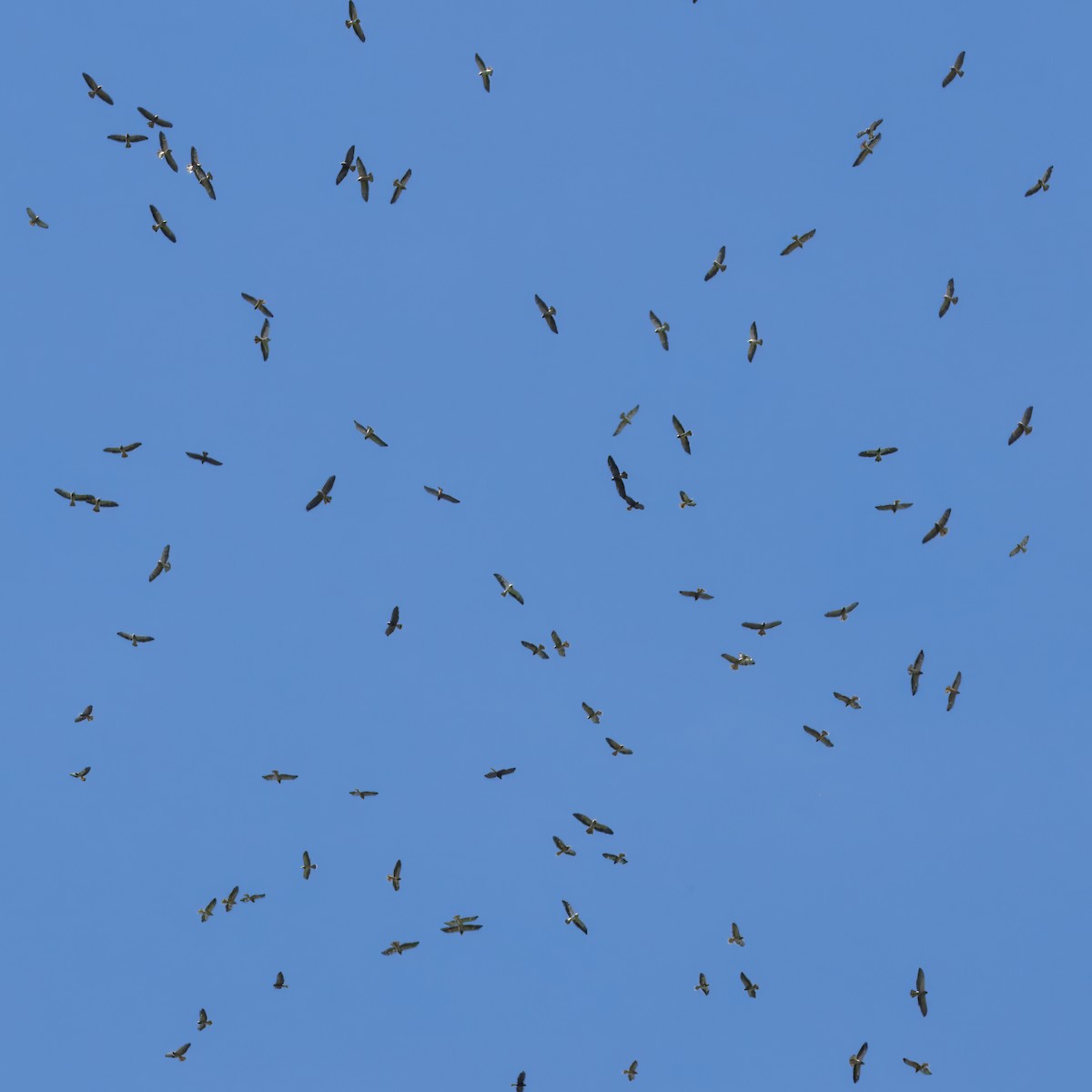 Präriebussard - ML646326116