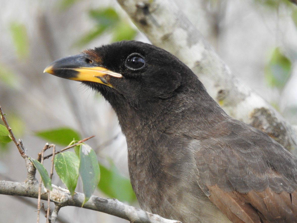 Brown Jay - ML646326117