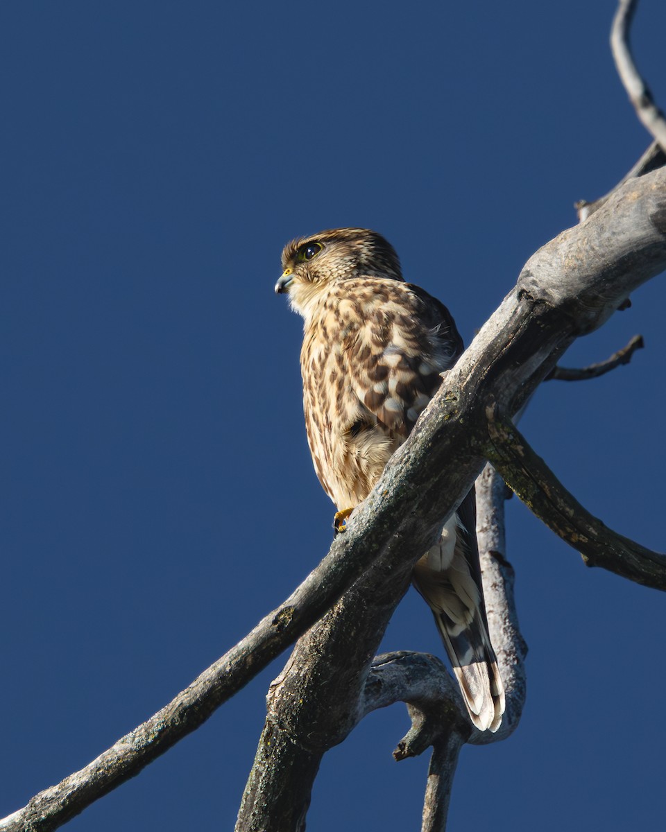 Merlin - ML646326120