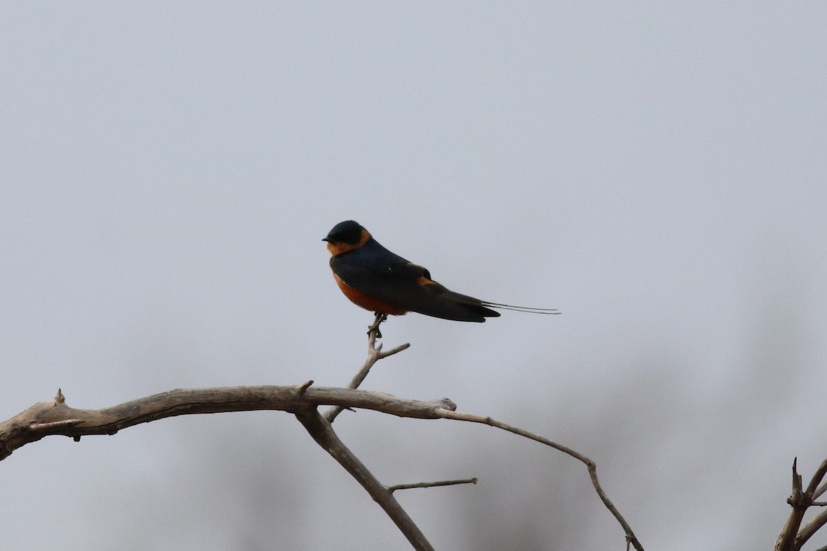 Rufous-chested Swallow - ML646326124