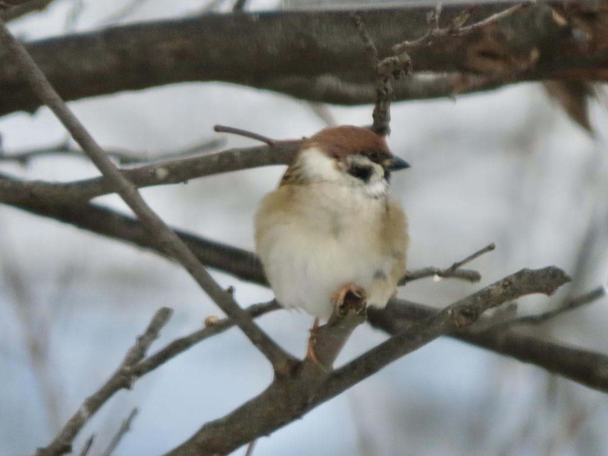 Eurasian Tree Sparrow - ML646326125