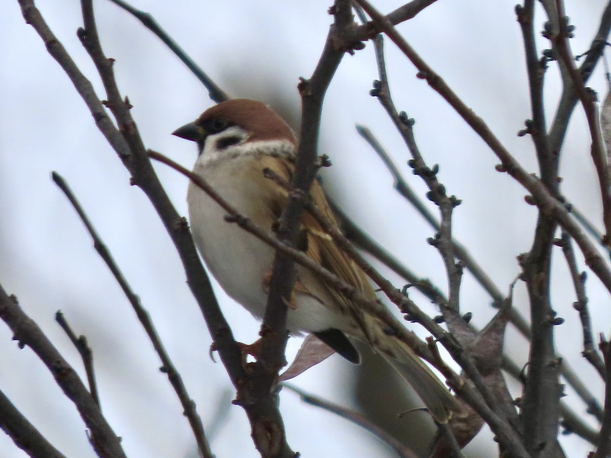 Gorrión Molinero - ML646326126