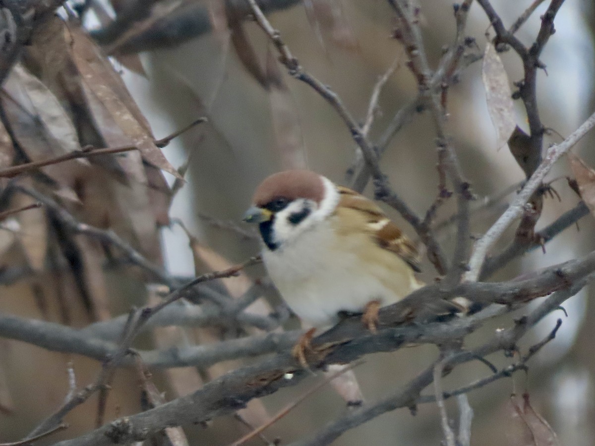 Gorrión Molinero - ML646326127