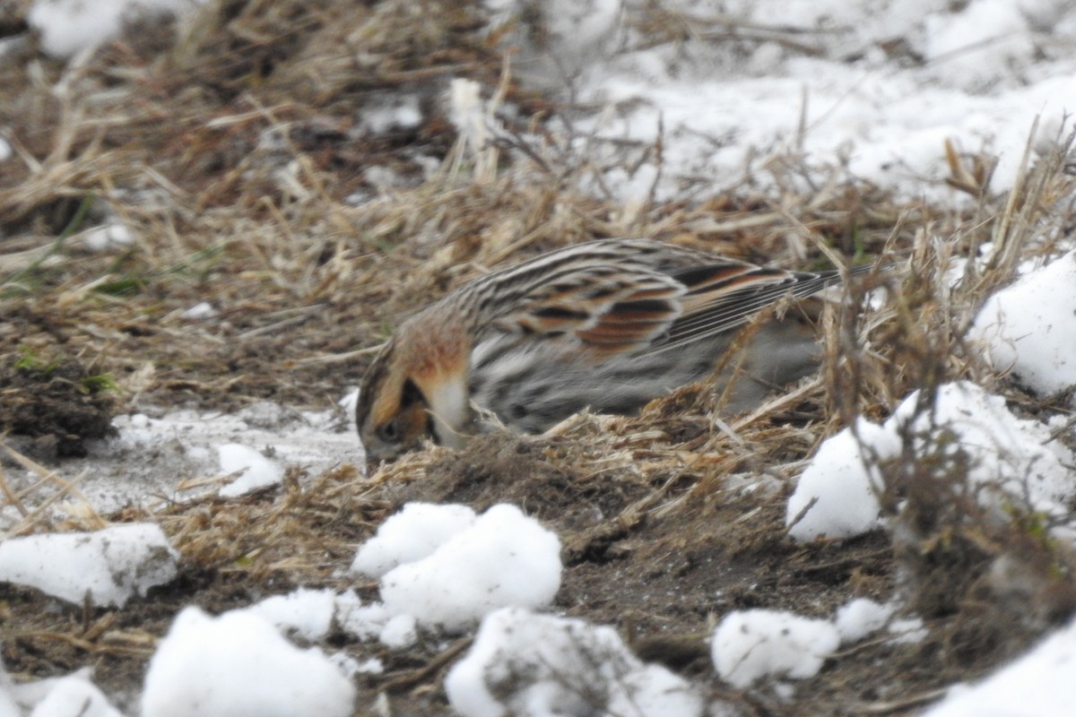 Lapland Longspur - ML646326129