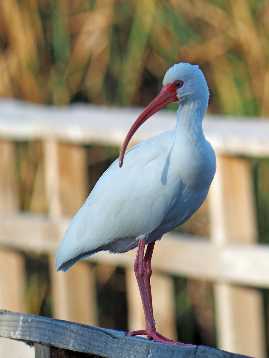 White Ibis - ML646326134