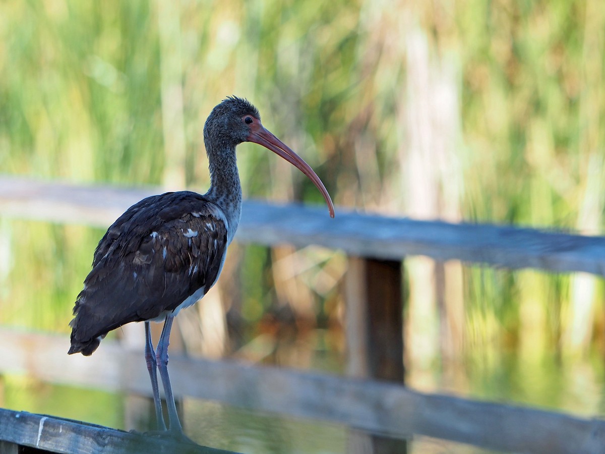 White Ibis - ML646326135