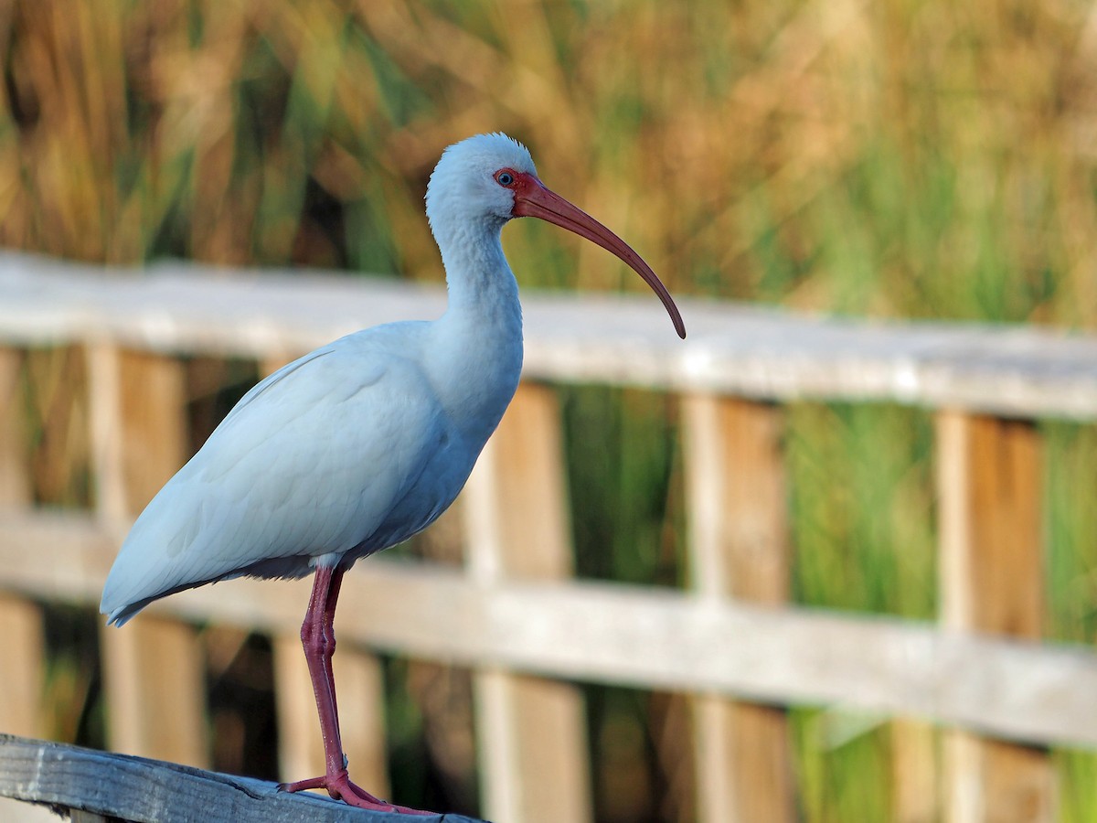White Ibis - ML646326136