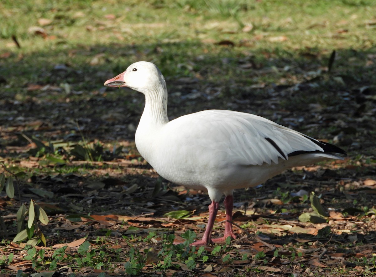 Snow Goose - ML646326138