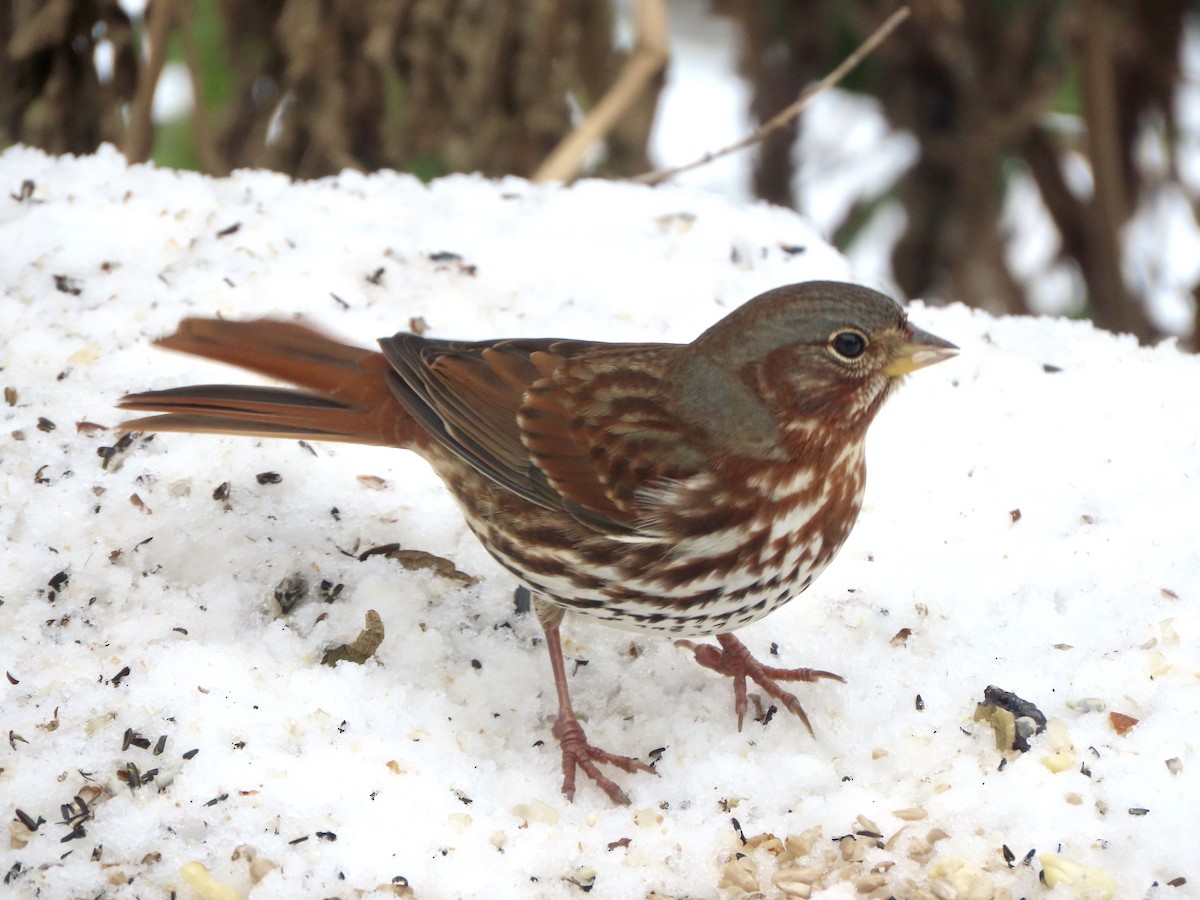 Fox Sparrow - ML646326146