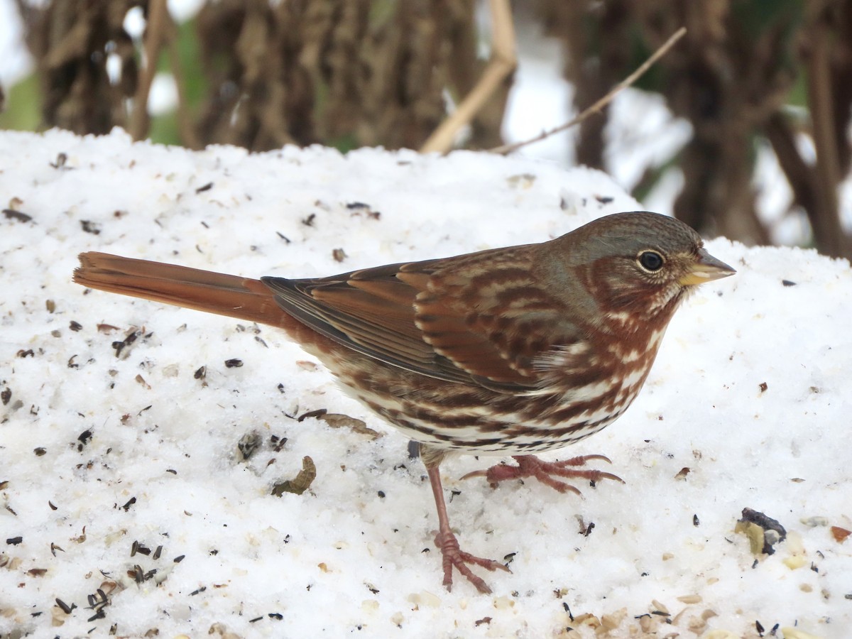 Fox Sparrow - ML646326147