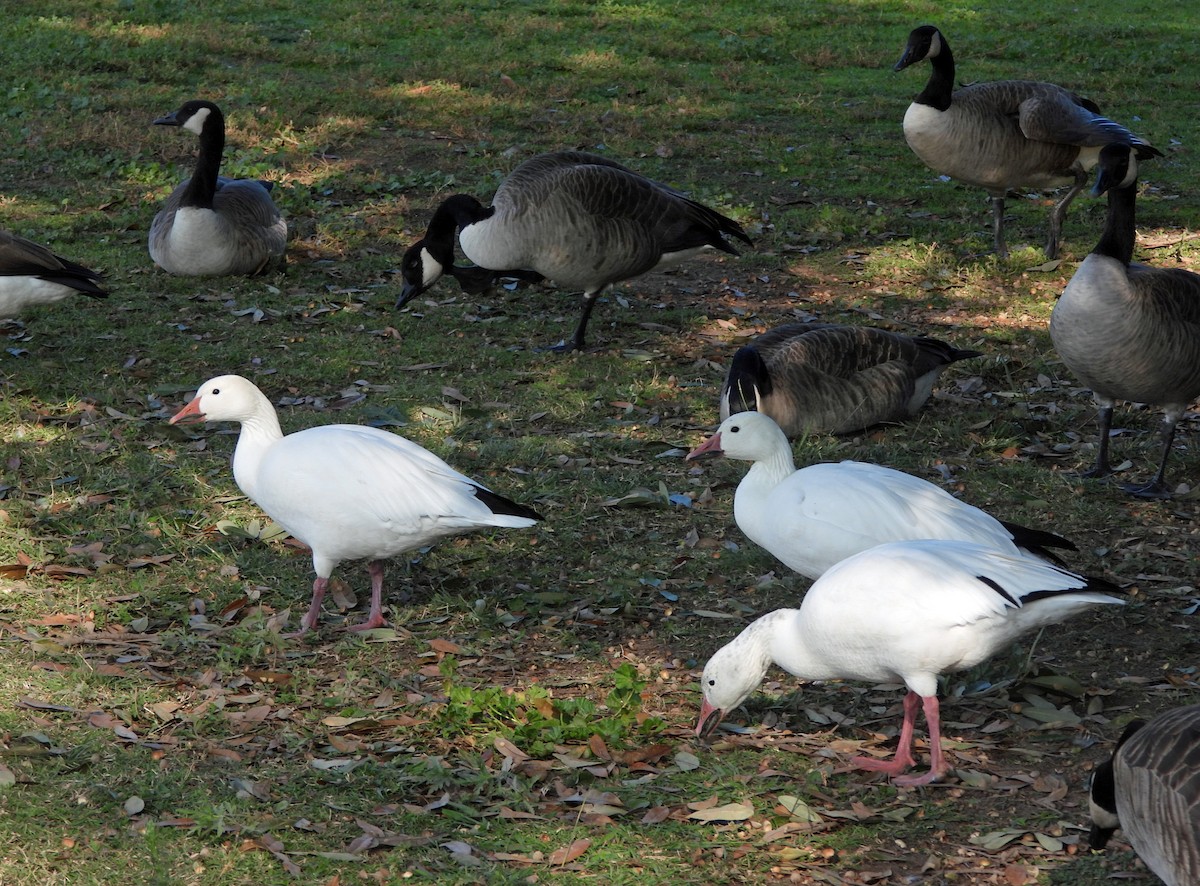 Snow Goose - ML646326149
