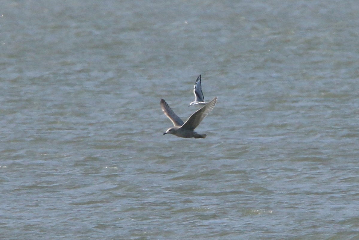 Iceland Gull (Thayer's) - ML646326150