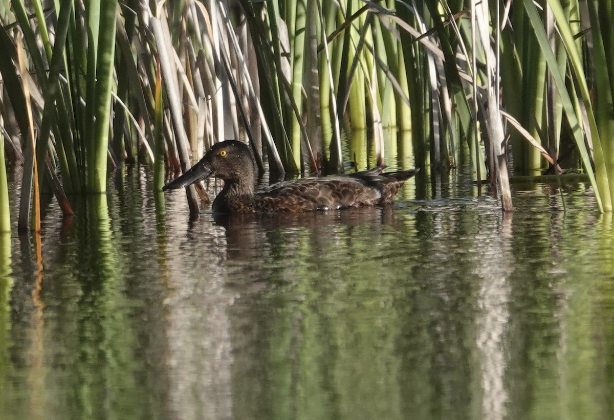 Ahate mokozabal australiarra - ML646326154