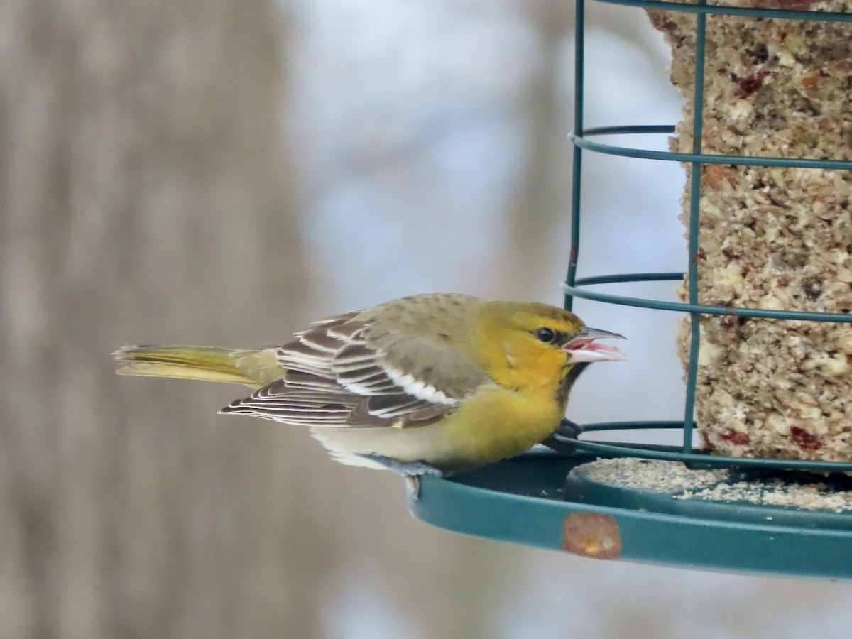 Bullock's Oriole - ML646326156