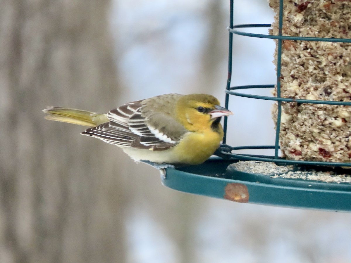 Bullock's Oriole - ML646326157