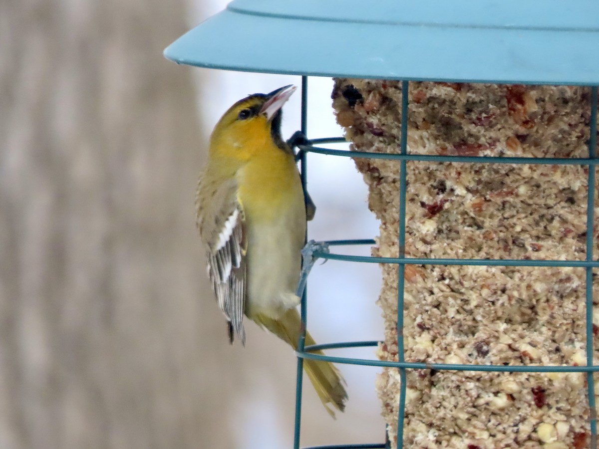 Bullock's Oriole - ML646326158