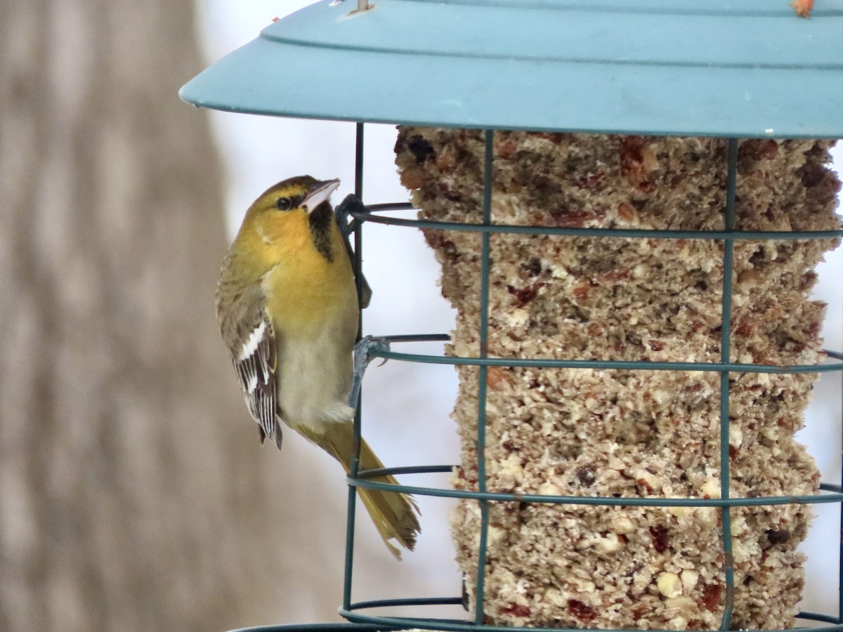 Bullock's Oriole - ML646326159