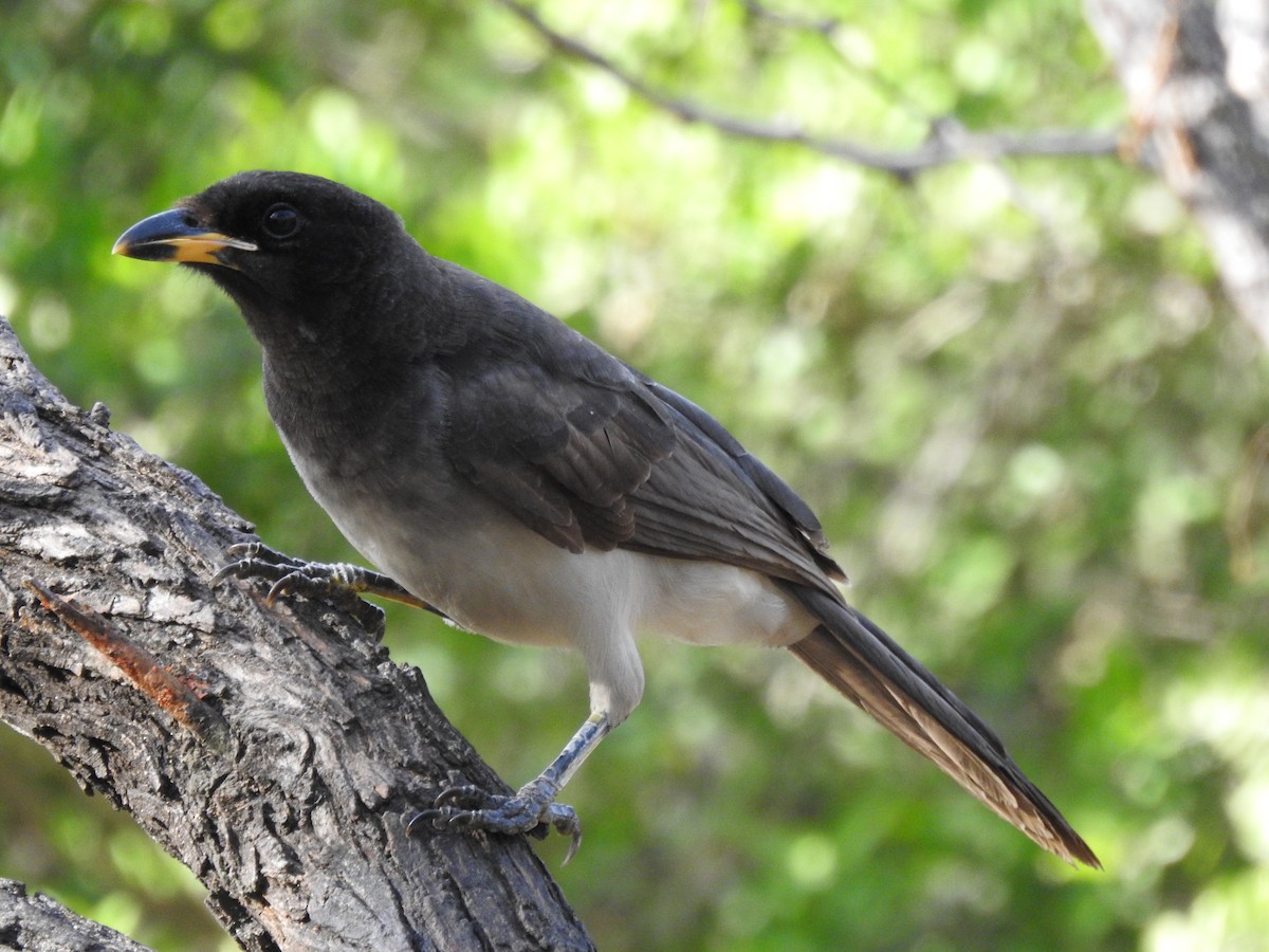 Brown Jay - ML646326160