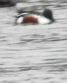 Mestolone - ML646326164