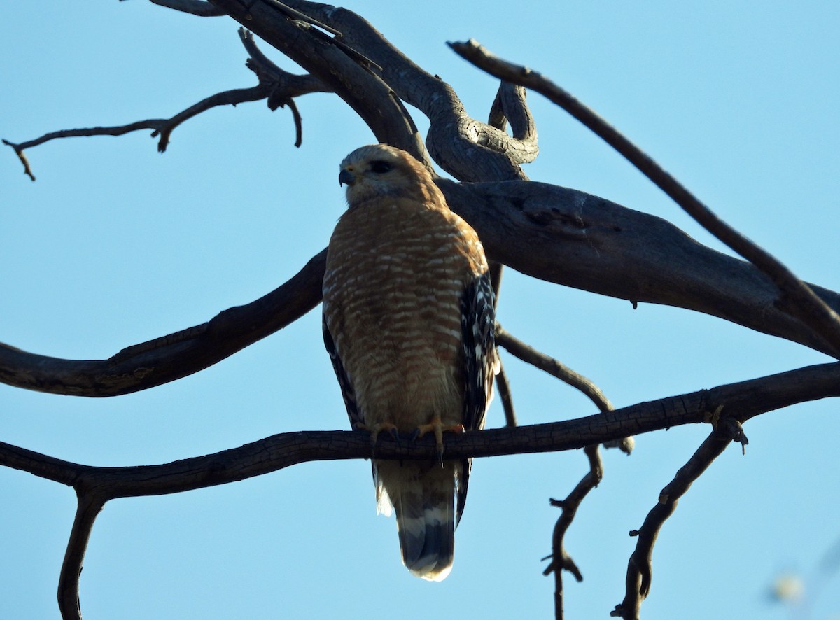 Red-shouldered Hawk - ML646326172