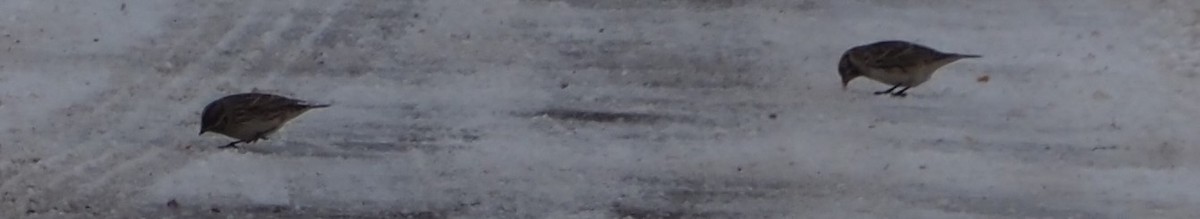 Lapland Longspur - ML646326173