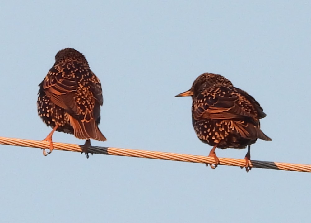 European Starling - ML646326174