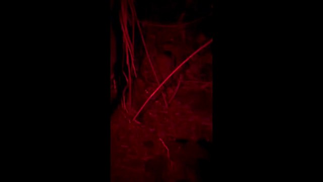 Ківі бурий - ML646326175