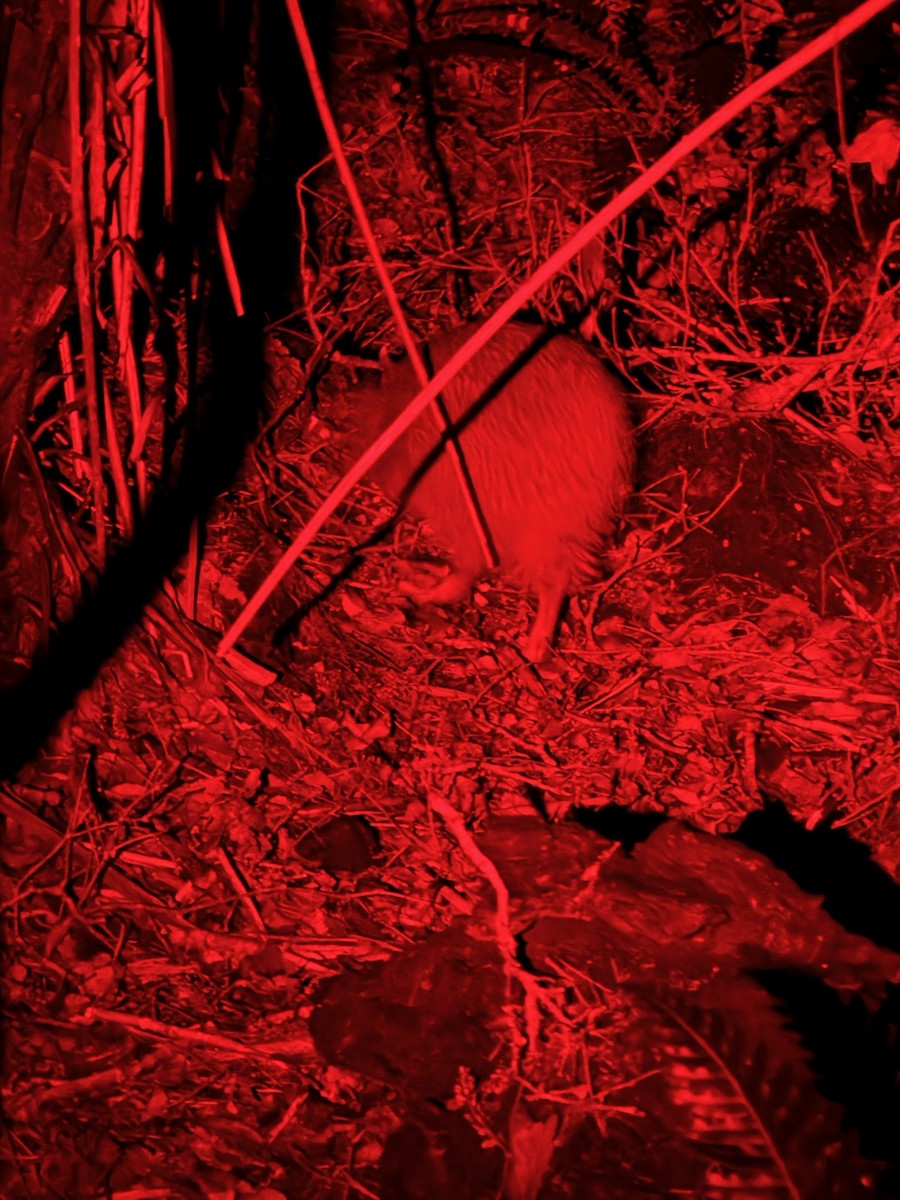 Southern Brown Kiwi - ML646326176