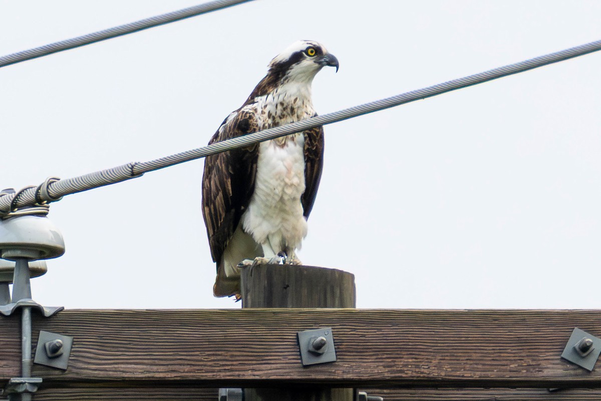 Osprey - ML646326189
