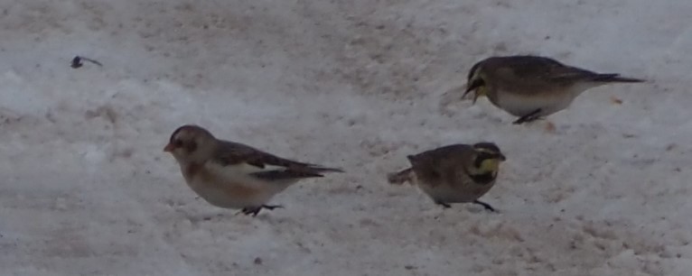 Snow Bunting - ML646326192