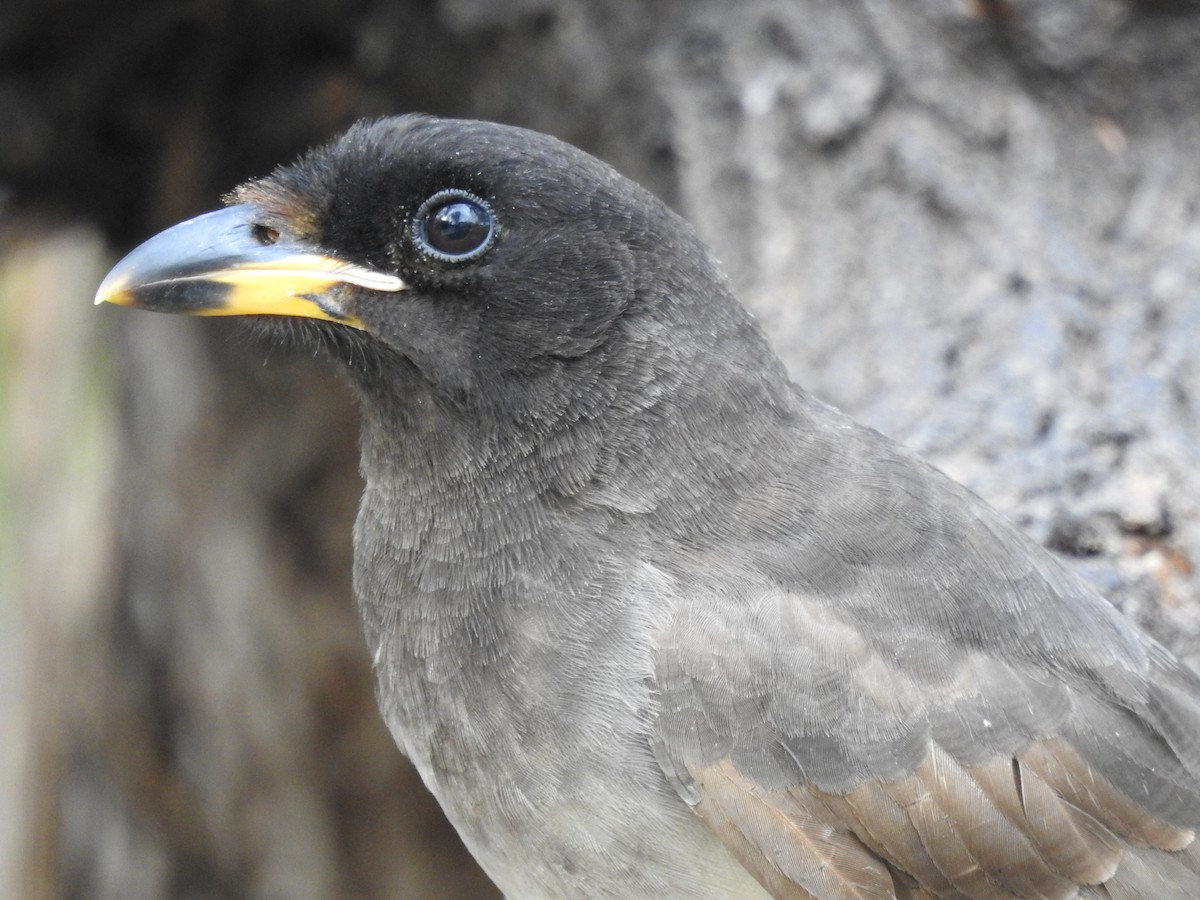 Brown Jay - ML646326193