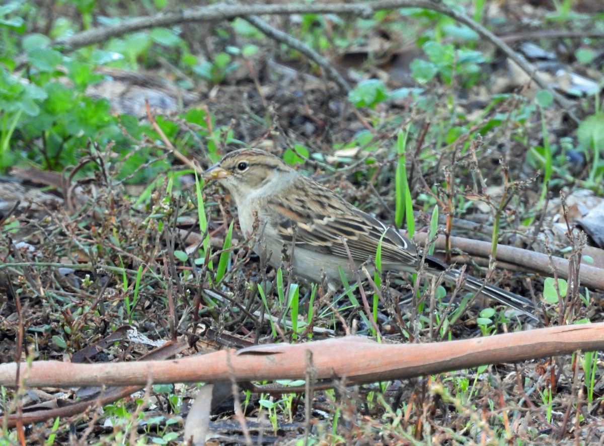 Chipping Sparrow - ML646326194