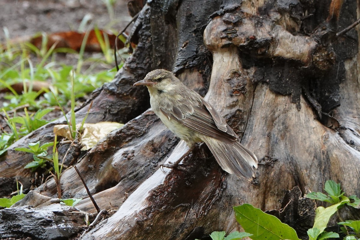 Northern Marquesan Reed Warbler - ML646326201
