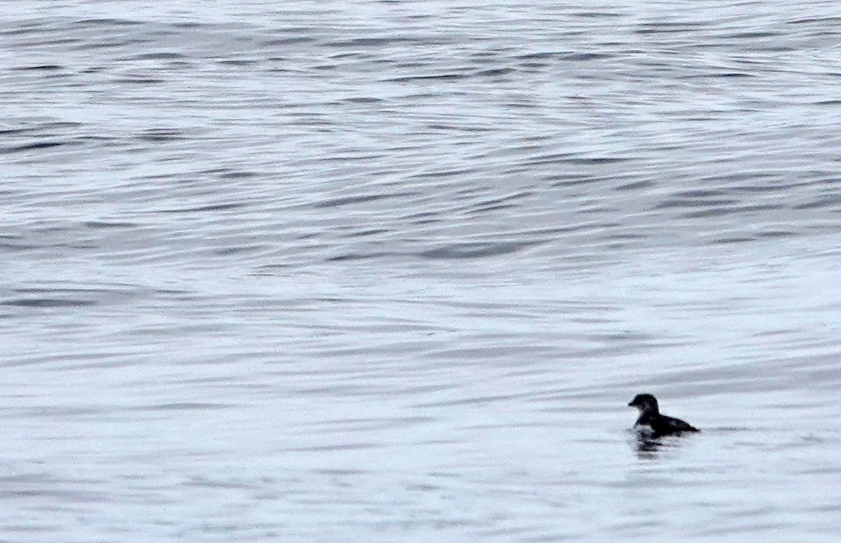Common Diving-Petrel - ML646326203