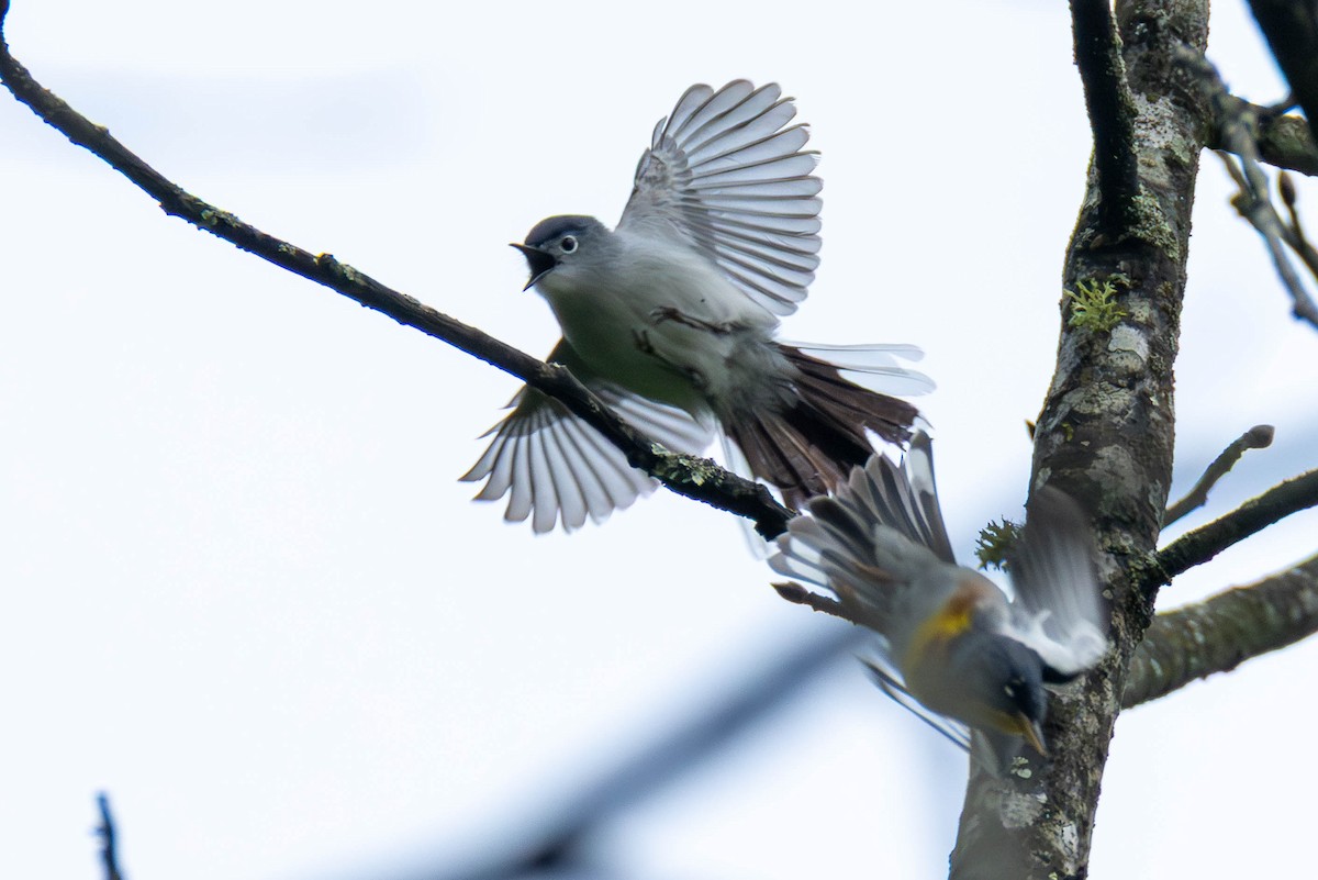 Blue-gray Gnatcatcher - ML646326204