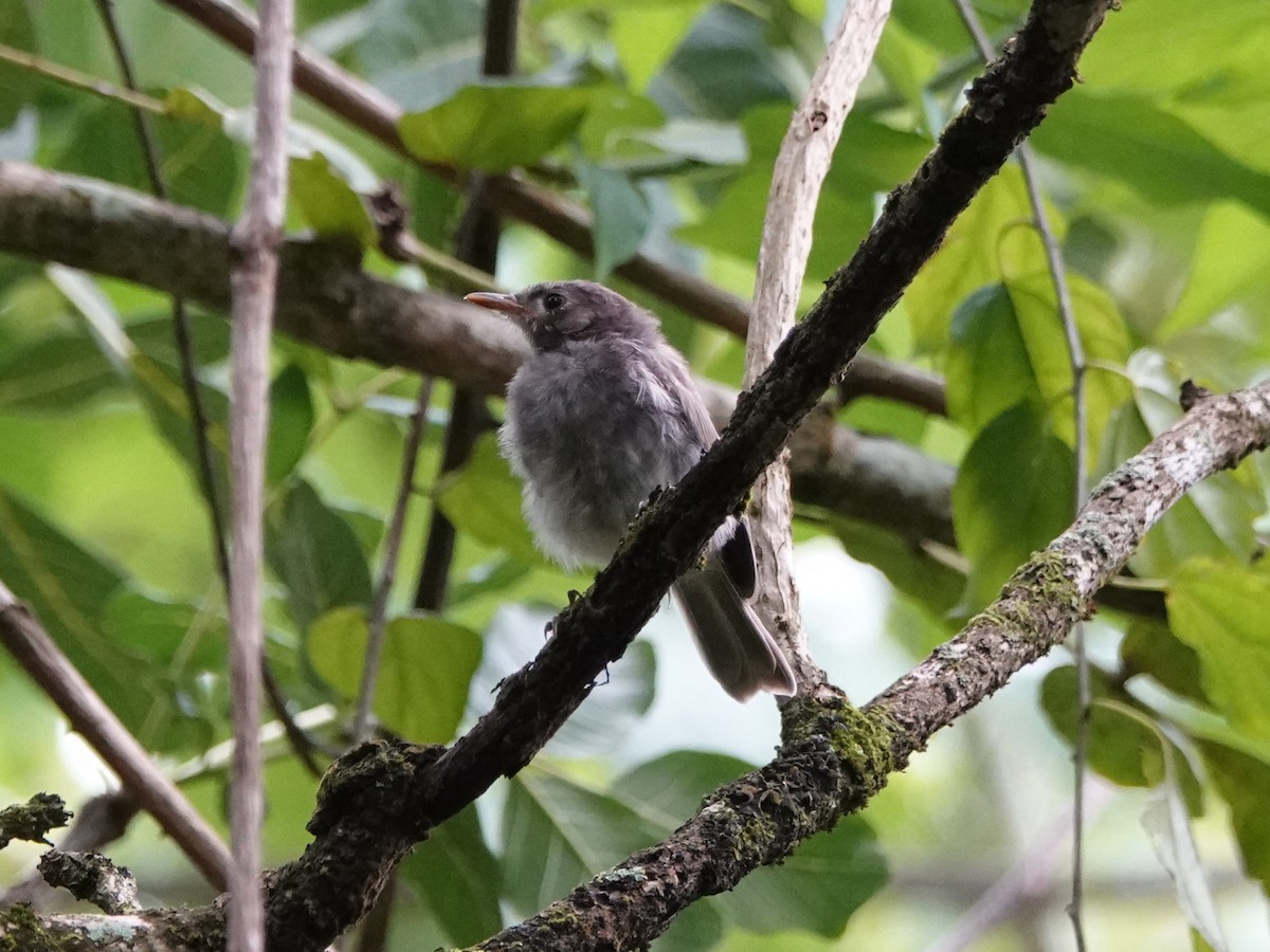 Iphis Monarch - ML646326206