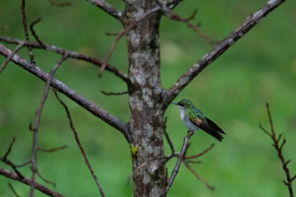 Stripe-tailed Hummingbird - ML646326209