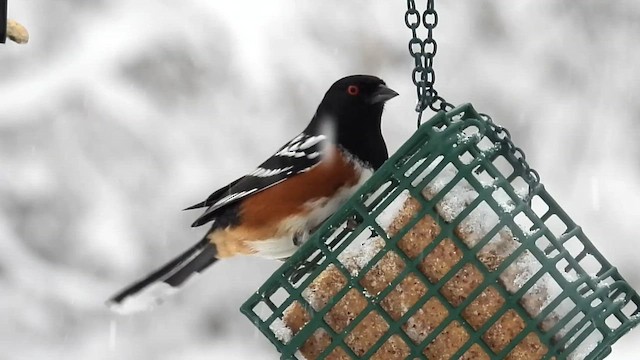 Тауї плямистий - ML646326211