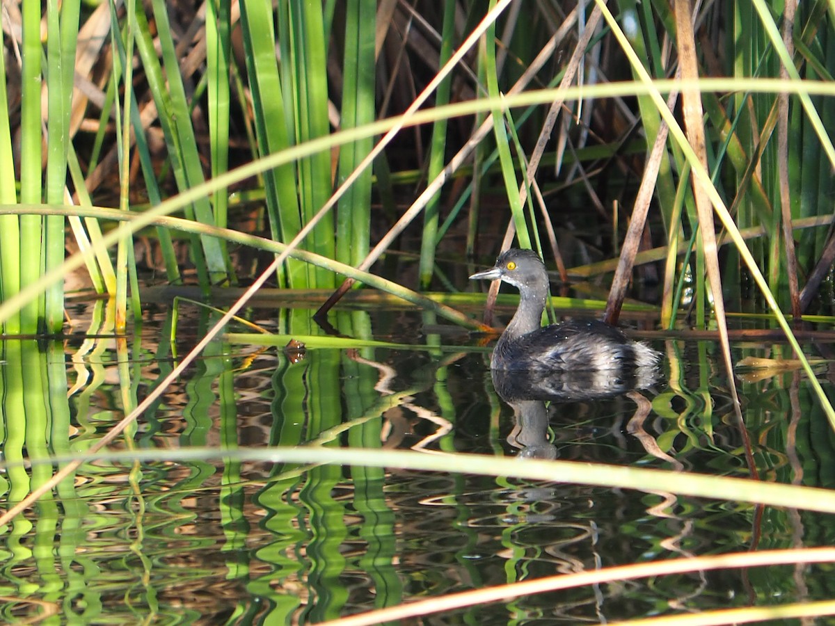 Least Grebe - ML646326215