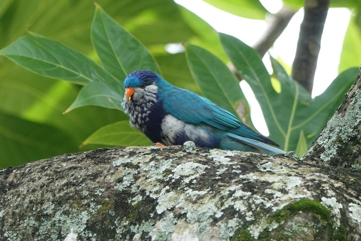 Ultramarine Lorikeet - ML646326217